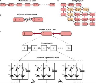 Effect of Variations in Gap Junctional Coupling on the Frequency of Oscillatory Action Potentials in a Smooth Muscle Syncytium